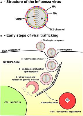 Stochastic Model of Acidification, Activation of Hemagglutinin and Escape of Influenza Viruses from an Endosome